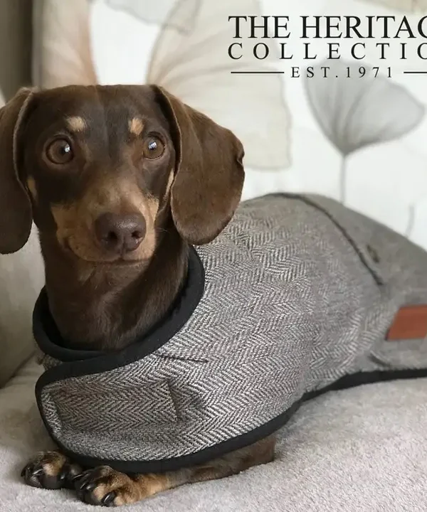 🐾 Chaleur& style avec ancol pet products  🐾